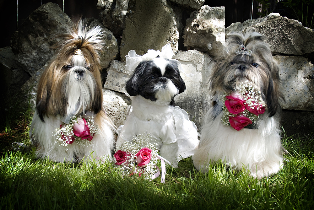 Don't judge me- this was a long time ago. AND IT'S A DOG WEDDING! 